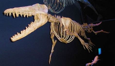 Ambulocetus - CreationWiki, the encyclopedia of creation science