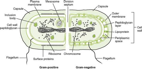 Bacterial Structures Internal to Cell Wall and Reproduction - Food Tech ...