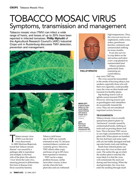 (PDF) Tobacco Mosaic Virus: Symptoms, transmission and management.