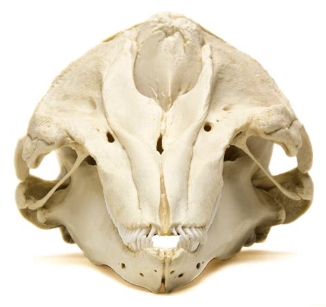 Bottlenose Dolphin Skull Replica