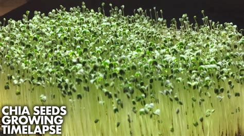 CHIA SEEDS TIMELAPSE: From Seeds To Sprouts | 14 Day Period - YouTube