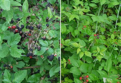 Blackberry-black raspberry | Identify that Plant