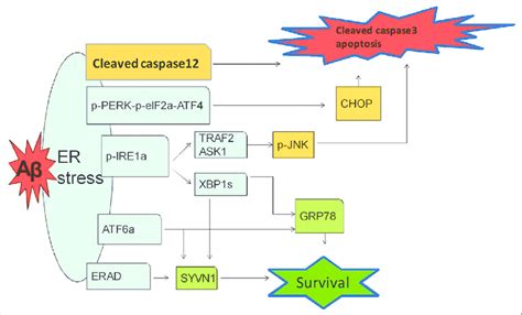 Schematic drawing shows that activated UPR pathways of ERS induced by... | Download Scientific ...