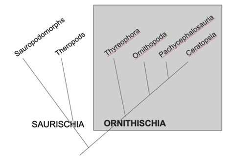 Powerpoint 11: Ornithischia Flashcards | Quizlet