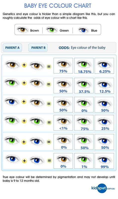 Neat eye color prediction chart! | Augen farbe, Augenfarbe, Augenfarbe tabelle