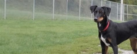 63+ Border Collie Lab Doberman Mix - l2sanpiero