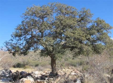 9 Types Of Oak Trees in Arizona - ProGardenTips