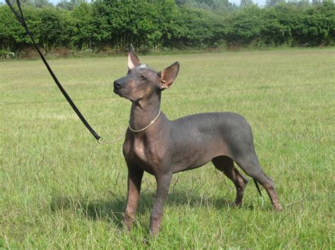 Xoloitzcuintli (Mexican Hairless) Info, Temperament, Puppies, Pictures