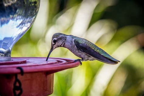 Ever Heard Of An Ant Moat For Hummingbird Feeder? Here Is Why You Need One