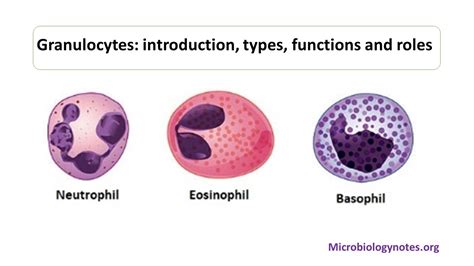 Granulocytes: Introduction, Types, Functions and Roles