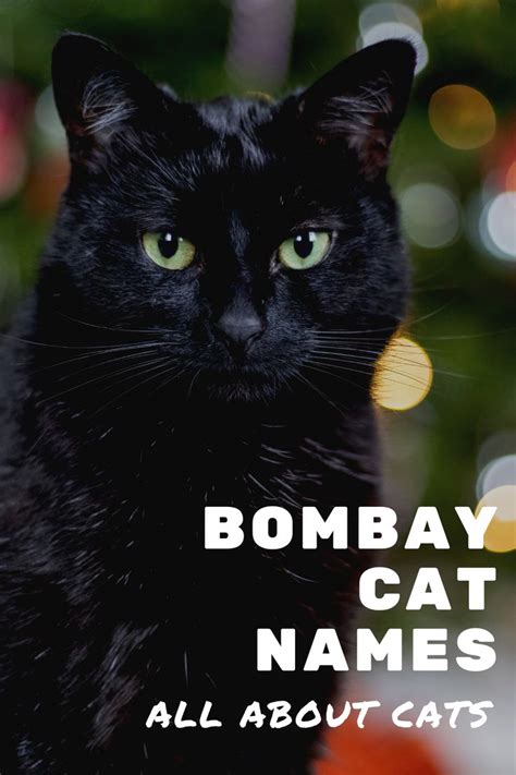 55 Awesome Bombay Cat names in 2021 | Cat names, All about cats, Cats