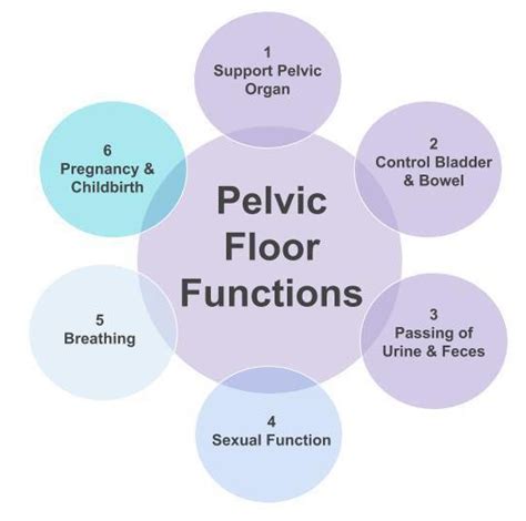 Pelvic Floor Dysfunction Postmenopausal | Viewfloor.co