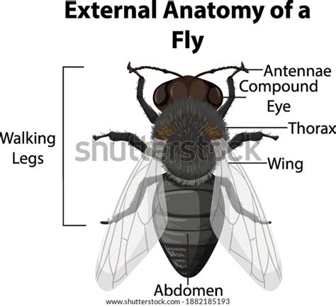 External Anatomy Fly On White Background Stock Vector (Royalty Free ...