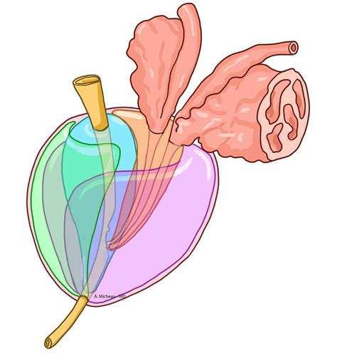 Zonal anatomy of prostate - e-Anatomy - IMAIOS