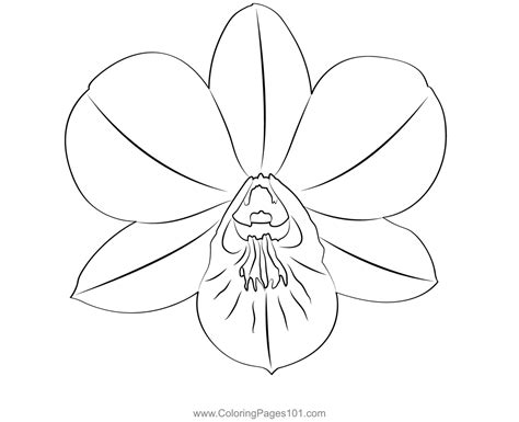 Dendrobium Orchid Coloring Page for Kids - Free Dendrobium Orchids Printable Coloring Pages ...