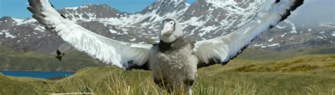 Antarctic Birds - Travellers Guide For Unique Birds In Antarctica