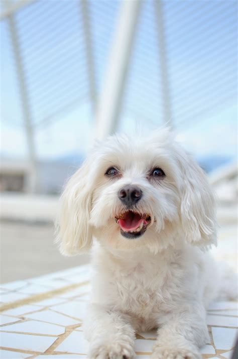 Little White Fluffy Dogs