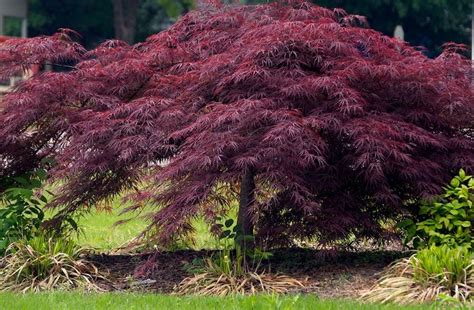 Acer 'Crimson Queen' Weeping Maple 13" Pot - Hello Hello Plants