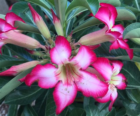 Desert Rose | Backbone Valley Nursery