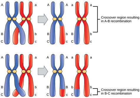 Crossing-Over (Meiosis) — Definition & Overview - Expii