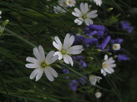 Stellaria holostea L. | Plants of the World Online | Kew Science