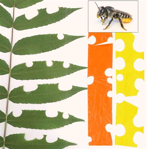 Leaf-Cutter Bees Use Plastic in Nest Construction, Study Says | Sci.News