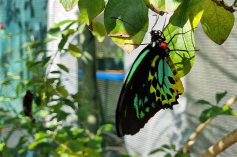 The Bribie Island Butterfly House - Brisbane Kids