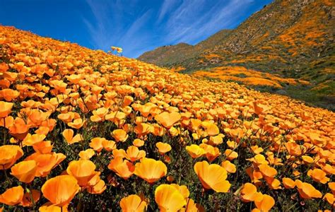 California Wildflowers 2024 - Where to See the Southern California ...