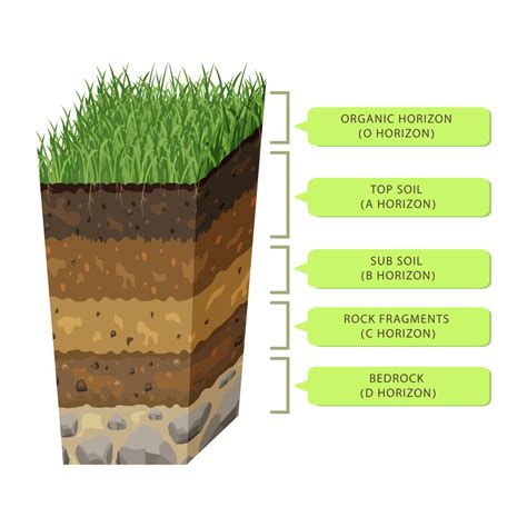 Soil in layers in section. Humus level. Earth structure infographic. Underground profile of ...