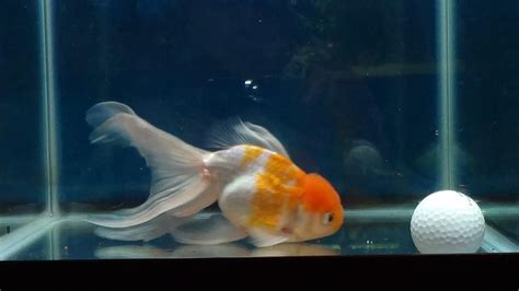 Oranda Goldfish