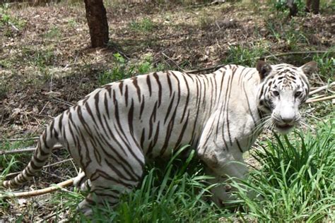 All about White Tigers in India - Bandhavgarh National Park