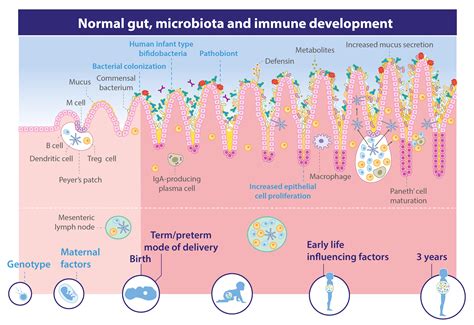 The infant's gut: a centre of immunity | Danone Nutricia Research