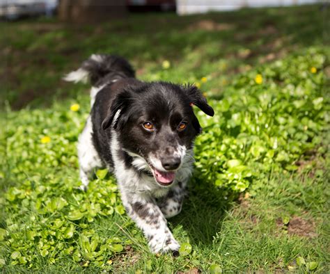 Shelter Dogs of Portland: "PEPPER" cool terrier/border collie mix