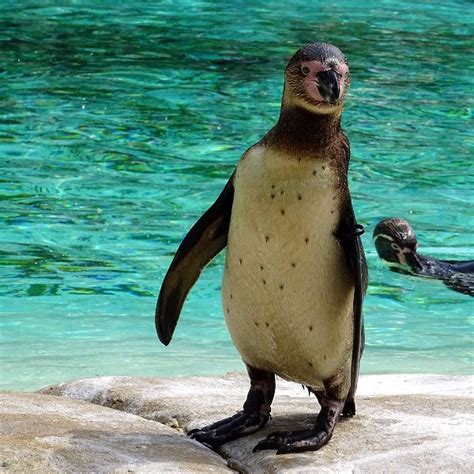 “She’s Got This”: Fans Left in Awe as Baby Penguin Practices Swimming ...