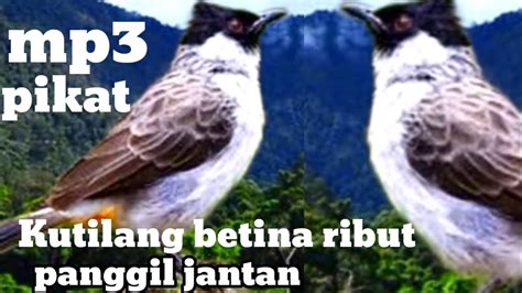 suara kutilang betina memanggil jantan mp3. pikat burung kutilang ...