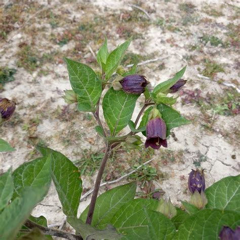 Atropa belladonna (Deadly Nightshade) - Sussex Botanical Recording Society