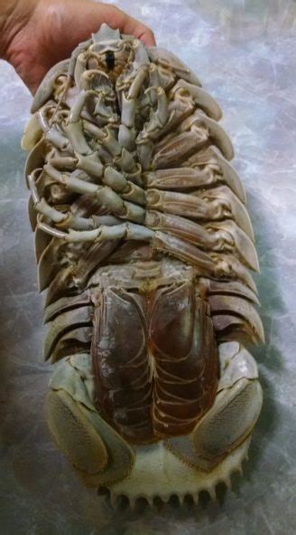 We love giant isopods and America should love them too! | Southern ...