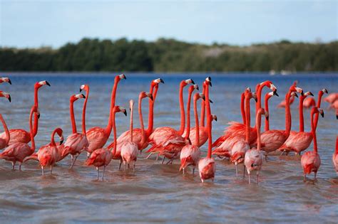 Celestún: la joya natural del Yucatán | Traveler