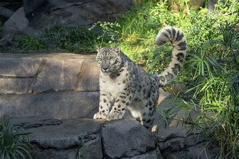 Unvaccinated snow leopard at San Diego Zoo catches COVID-19