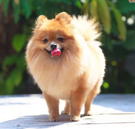 Pin by Andreinap on Perros hermosos | Cute dogs, Pomeranian dog, Dog breeds