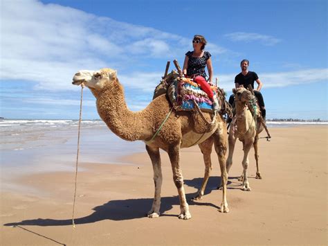 Camel ride in Agadir beach - Marocnyou