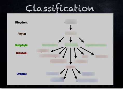 Biology- Classification Diagram (classes) Diagram | Quizlet