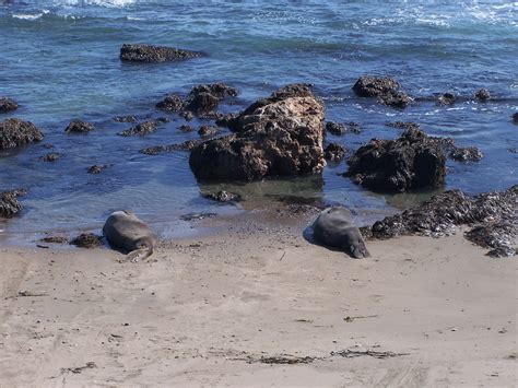 The Natural World: Elephants Seals Near Hearst Castle