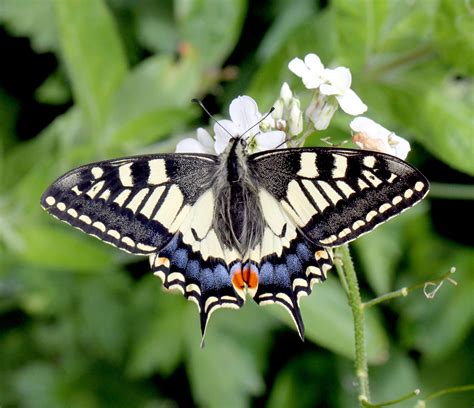 The Swallowtail - WingSearch2020