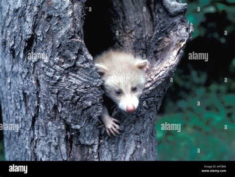 MAMMAL ALBINO RACCOON Stock Photo - Alamy