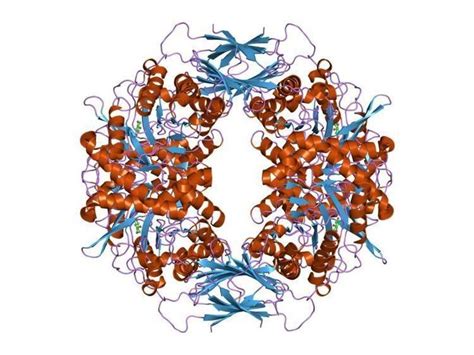 Glycoside hydrolase family 39 - Alchetron, the free social encyclopedia