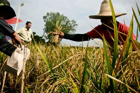 Golden Rice: Fool's gold or golden opportunity? | Grist