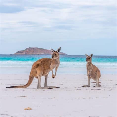 Kangaroos On A Beach In Australia - Travel Off Path