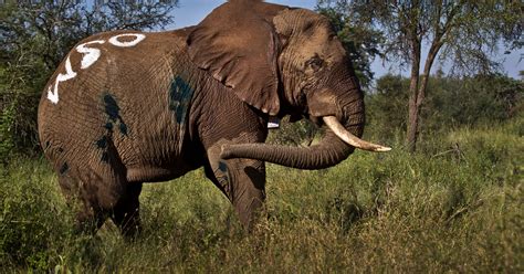 Tanzanians see official hand in elephant poaching