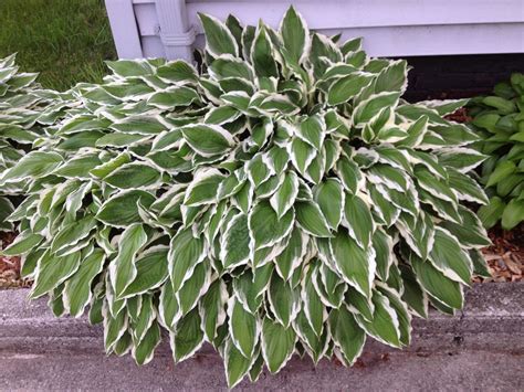 Variegated hosta Hostas, Garden, Plants, Garten, Lawn And Garden ...